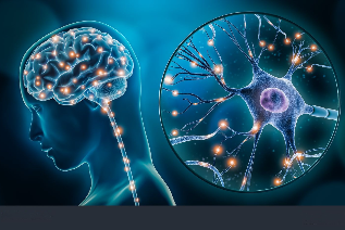 Brain concept or neural network